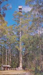 Diamond Tree Lookout