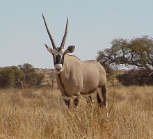 Gemsbok, Kalahari