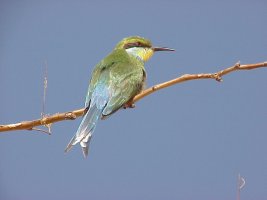 Swallowtailed Bee Eater