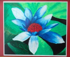 Water lily