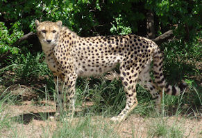 Cheetah