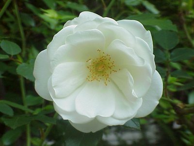 Ice Rose