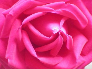 Red Rose